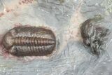 Prone Austerops Trilobite Fossil - Jorf, Morocco #363126-2